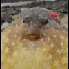 nvmverax