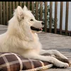 mina.the.samoyed