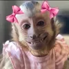 melzinhabrasil
