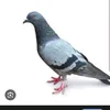 dalbaeb228817