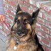 brodietheshepherd