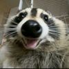 swag.raccoon