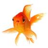 goldfish9627