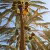 asmar6939
