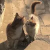 zoal_1