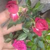 wilfredo6756
