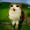platacha_105