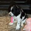 jaxgriff