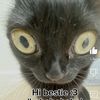 pinky_cat63