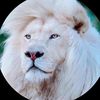 lionblanc339