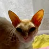 alice123456789101112