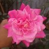 .rimi.rim76
