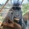 monkeymem1