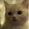 hellokittyyy114