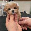 susans.puppies.for