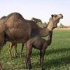 faragalhaleeb