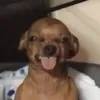 patoetiee