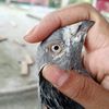 farhan81w