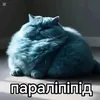 pipidastr_edani