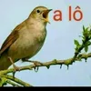 thtang90