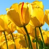 vn.nguyn.th.bch29