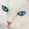 mihaiviteazul24