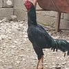 kkkk8186