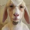 goatman11o0