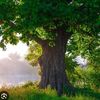 tree77252