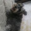 pachy9877