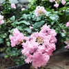 .cherry5825