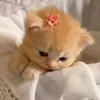 bo_ghec