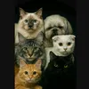 pawsitive_vibes88