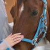 equestrian_030