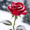 yaegub.latif