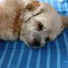 liaramuza_49