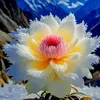 lang_quen888