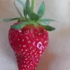 mriapalots1