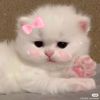s..snowii