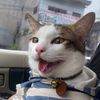 amiau.cutecat