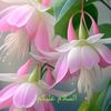 shahid.khan93613