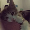 nguynkhoi.dthqaa