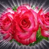 ali.light2