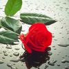 user168011995920