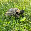 mickey.tortuga