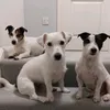 fred.zack.barney