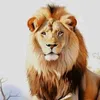 abu.qasim27