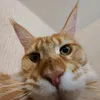 glavniy.eblan.mira