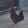 el_poyo_del_peru