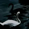 bellainnamorarsi
